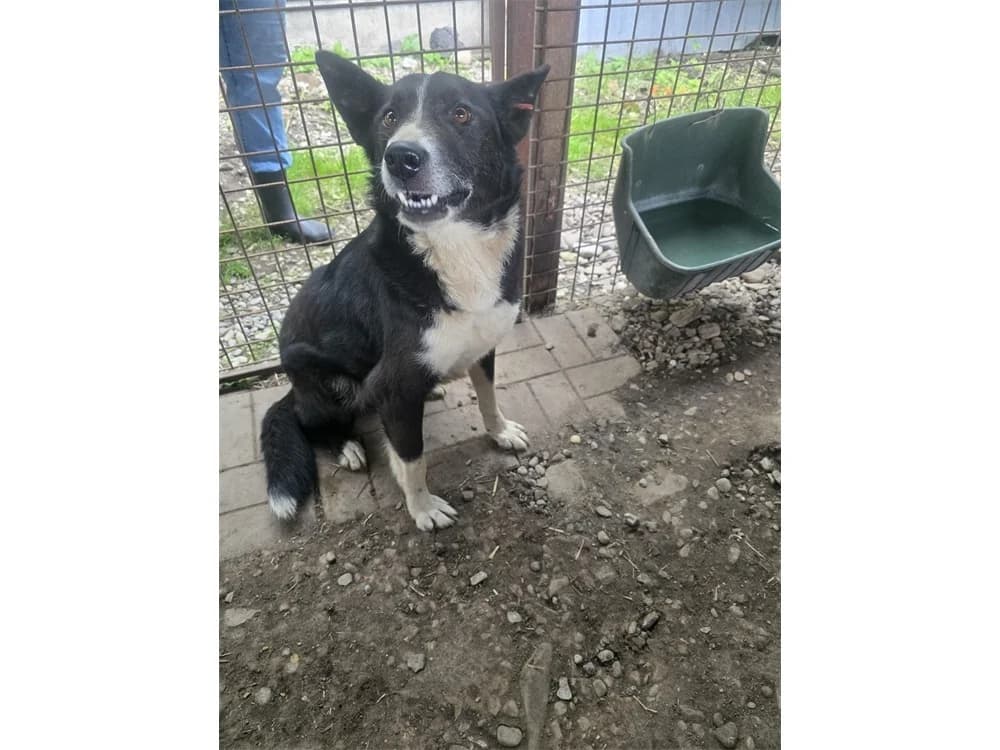 Joshua *2020 – Pflegestelle oder Zuhause gesucht, schwarz female young Mixed Breed for adoption at Tierhilfe Lebenswert e.V., Oberwies