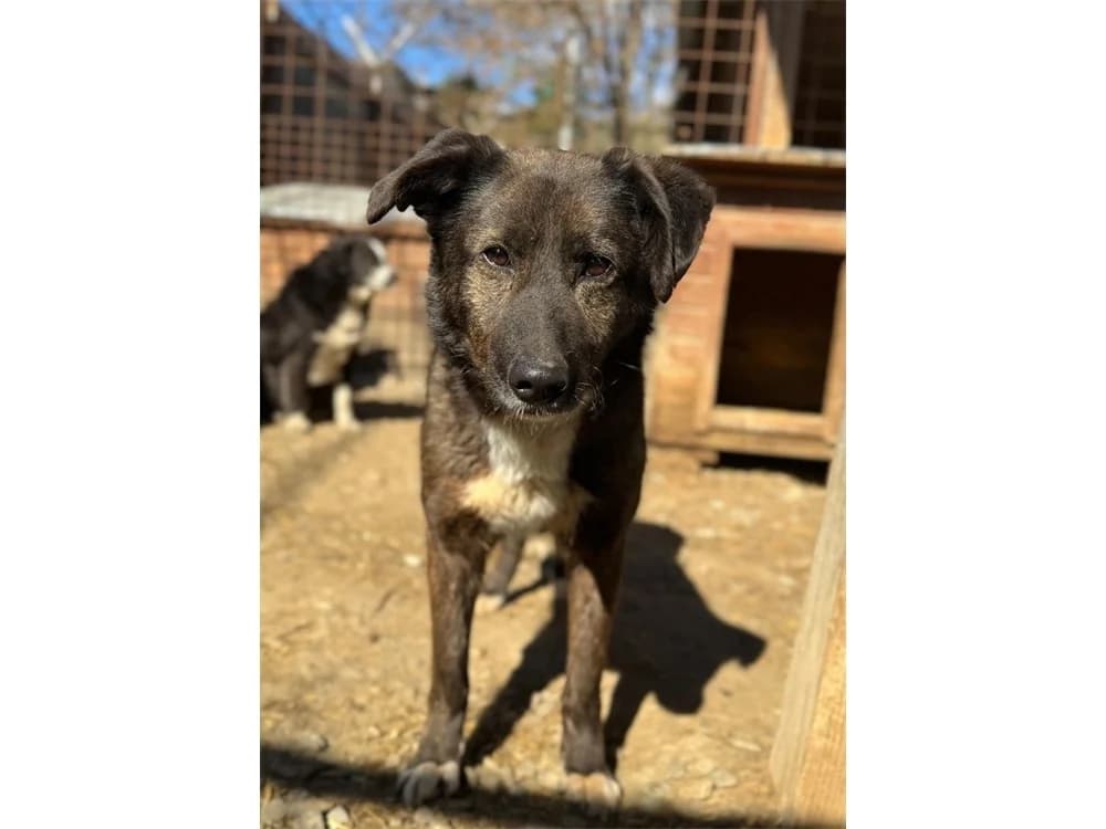Lombado *2019 – Pflegestelle oder Zuhause gesucht, schwarz female young Mixed Breed for adoption at Tierhilfe Lebenswert e.V., Oberwies