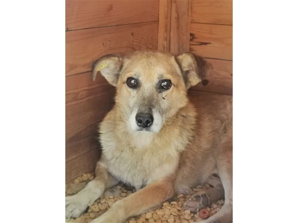Akim *20, braun female 4yo Mixed Breed for adoption at Tierhilfe Lebenswert e.V., Oberwies