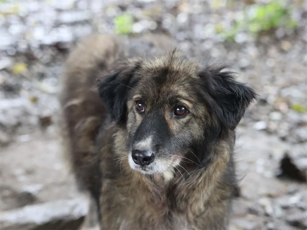 Bliss *2019 – Pflegestelle oder Zuhause gesucht, schwarz female young Mixed Breed for adoption at Tierhilfe Lebenswert e.V., Oberwies