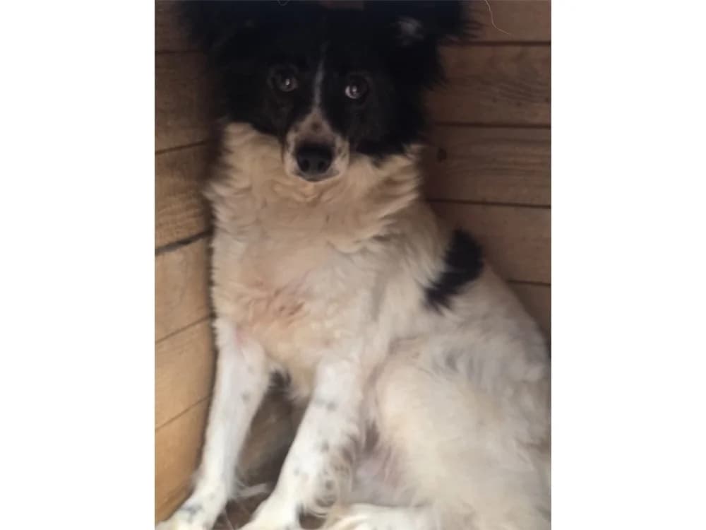Narve *2016 – Pflegestelle oder Zuhause gesucht, schwarz female young Mixed Breed for adoption at Tierhilfe Lebenswert e.V., Oberwies