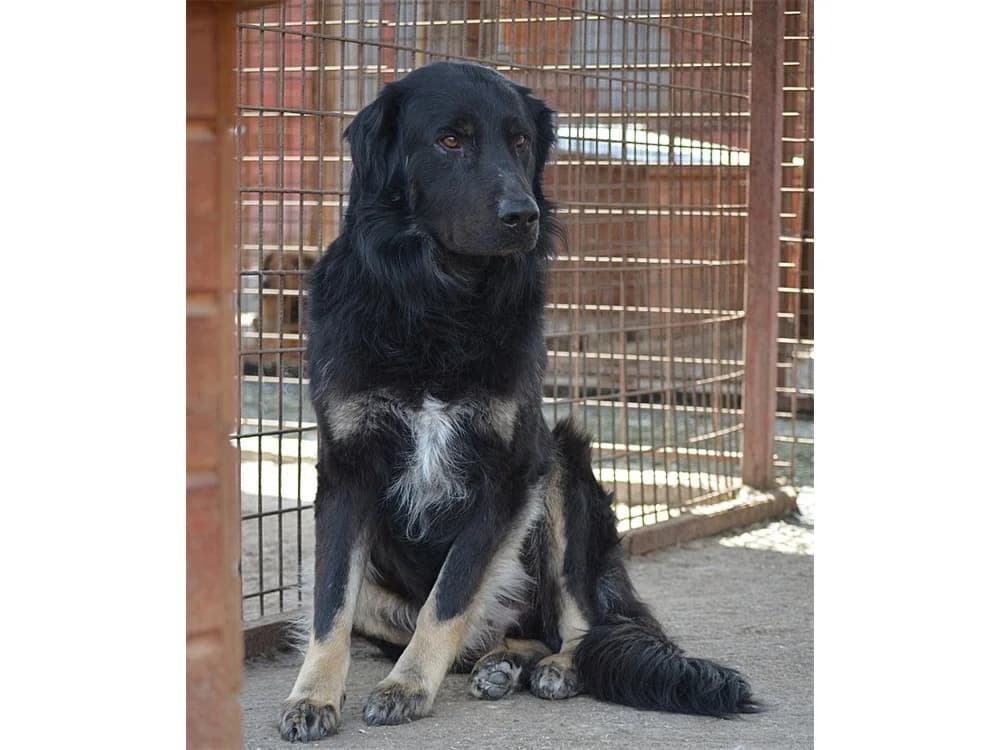 Costello *20, schwarz female puppy Mixed Breed for adoption at Tierhilfe Lebenswert e.V., Oberwies