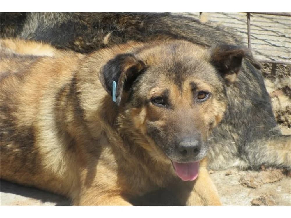 Tomir *2016 – Pflegestelle oder Zuhause gesucht, braun female Mixed Breed for adoption at Tierhilfe Lebenswert e.V., Oberwies