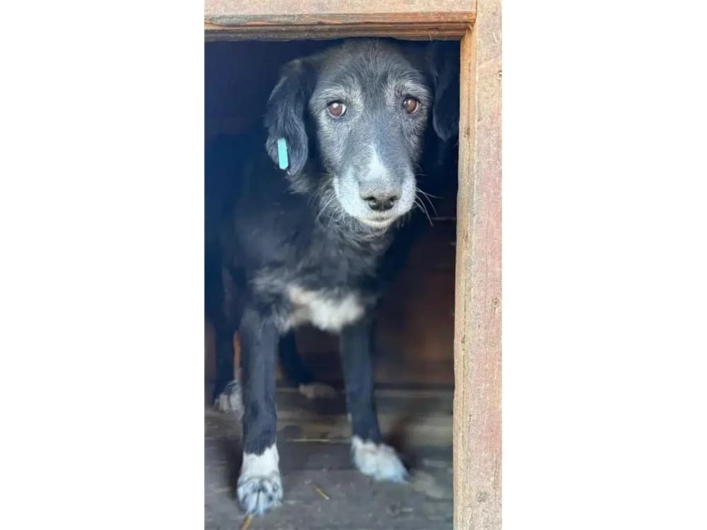 Rajor *2018 – Pflegestelle oder Zuhause gesucht, schwarz female young Mixed Breed for adoption at Tierhilfe Lebenswert e.V., Oberwies