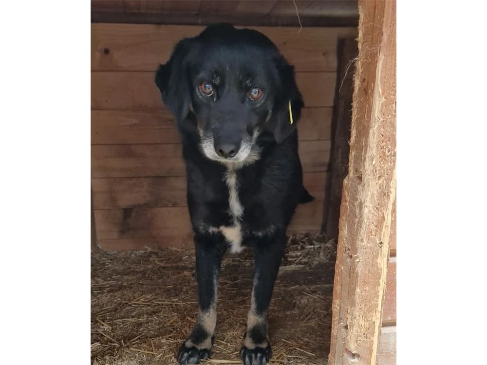 Madita *2018 – Pflegestelle oder Zuhause gesucht, schwarz female 4yo Mixed Breed for adoption at Tierhilfe Lebenswert e.V., Oberwies
