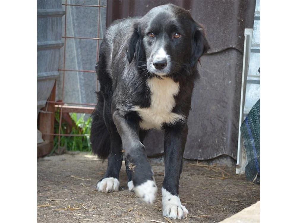 Jalo *2018 – Pflegestelle oder Zuhause gesucht, schwarz female young Mixed Breed for adoption at Tierhilfe Lebenswert e.V., Oberwies