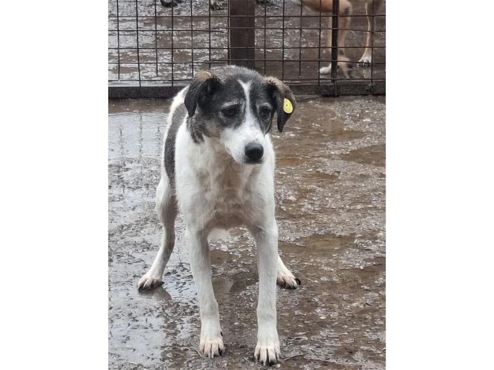 Sealife *2016 – Pflegestelle oder Zuhause gesucht, braun female young Mixed Breed for adoption at Tierhilfe Lebenswert e.V., Oberwies