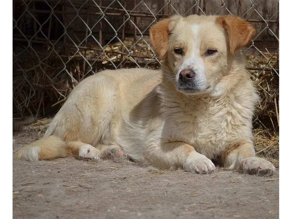 Campino *2018 – Pflegestelle oder Zuhause gesucht, female young Mixed Breed for adoption at Tierhilfe Lebenswert e.V., Oberwies