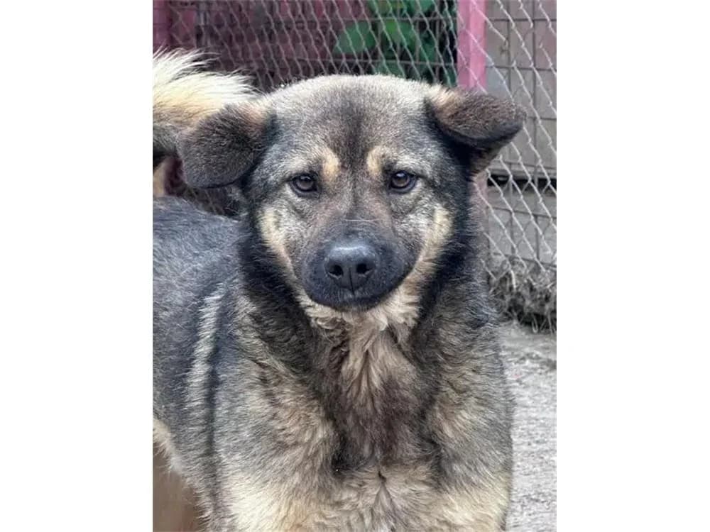 Maik *2018 – Pflegestelle oder Zuhause gesucht, braun female young Mixed Breed for adoption at Tierhilfe Lebenswert e.V., Oberwies