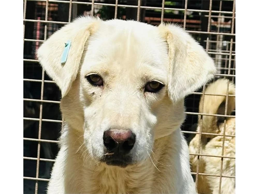 Romo *2020 – Pflegestelle oder Zuhause gesucht, female young Mixed Breed for adoption at Tierhilfe Lebenswert e.V., Oberwies