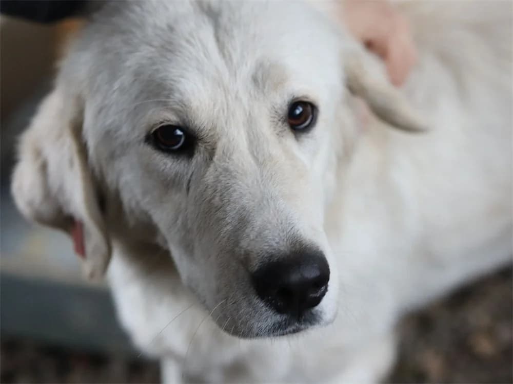 Emma *2020 – Pflegestelle oder Zuhause gesucht, female Mixed Breed for adoption at Tierhilfe Lebenswert e.V., Oberwies