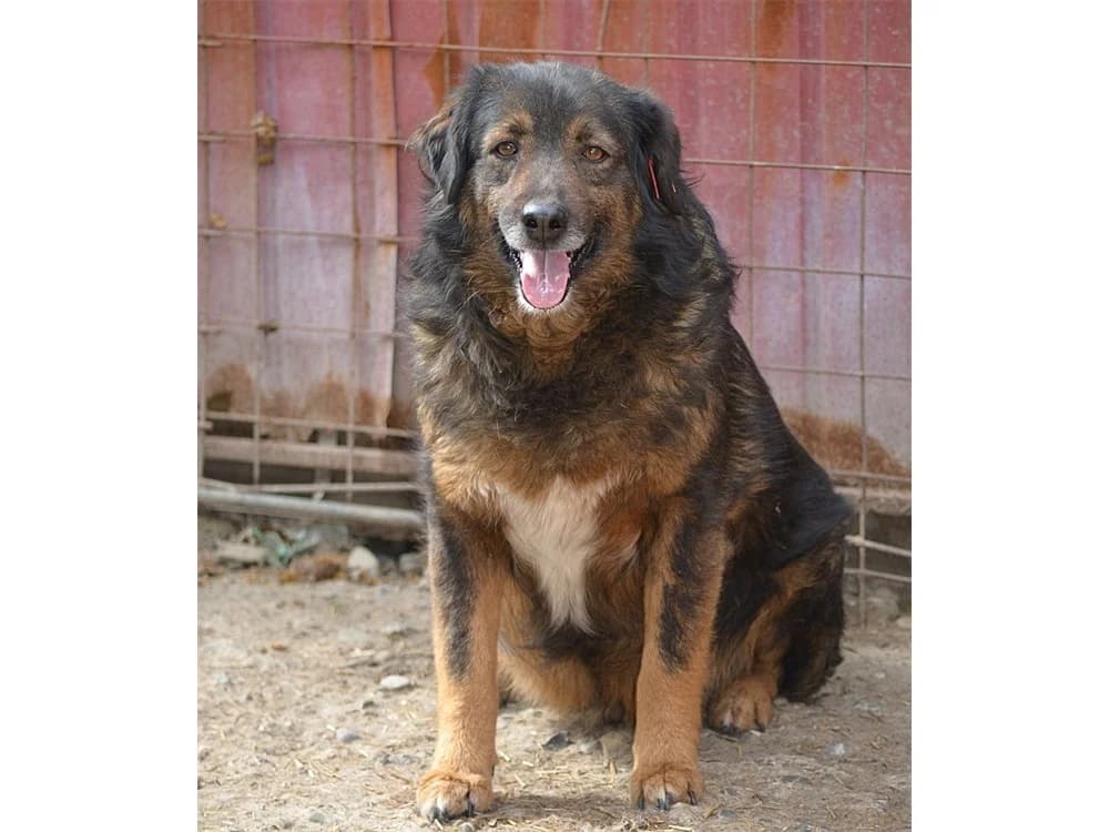Nalani *2017 – Pflegestelle oder Zuhause gesucht, braun female young Mixed Breed for adoption at Tierhilfe Lebenswert e.V., Oberwies