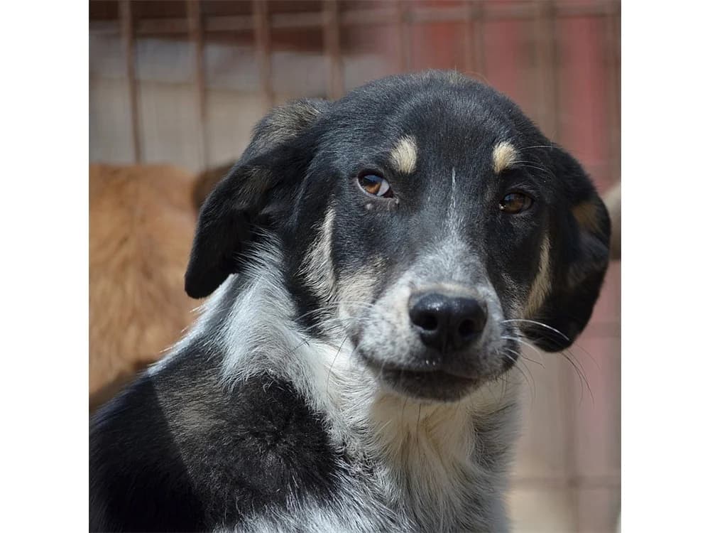 Lutz *2021 – Pflegestelle oder Zuhause gesucht, schwarz female young Mixed Breed for adoption at Tierhilfe Lebenswert e.V., Oberwies