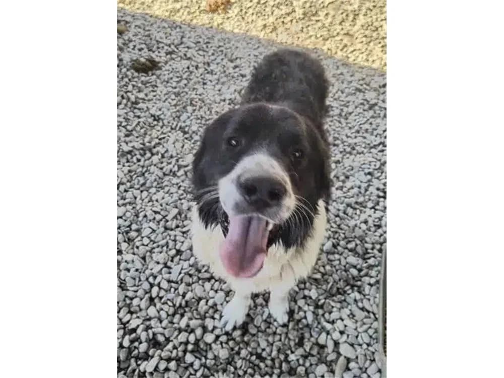 Krabat *2019 – Pflegestelle oder Zuhause gesucht, schwarz female Mixed Breed for adoption at Tierhilfe Lebenswert e.V., Oberwies