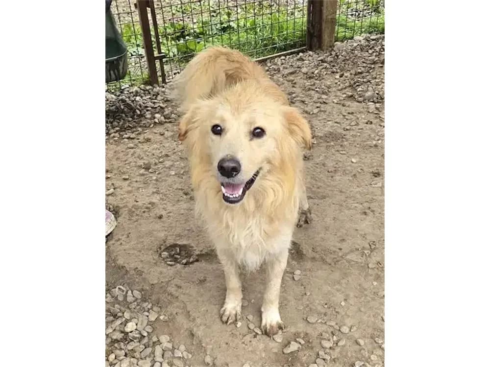 Fuchur *2020 – Pflegestelle oder Zuhause gesucht, beige female young Mixed Breed for adoption at Tierhilfe Lebenswert e.V., Oberwies