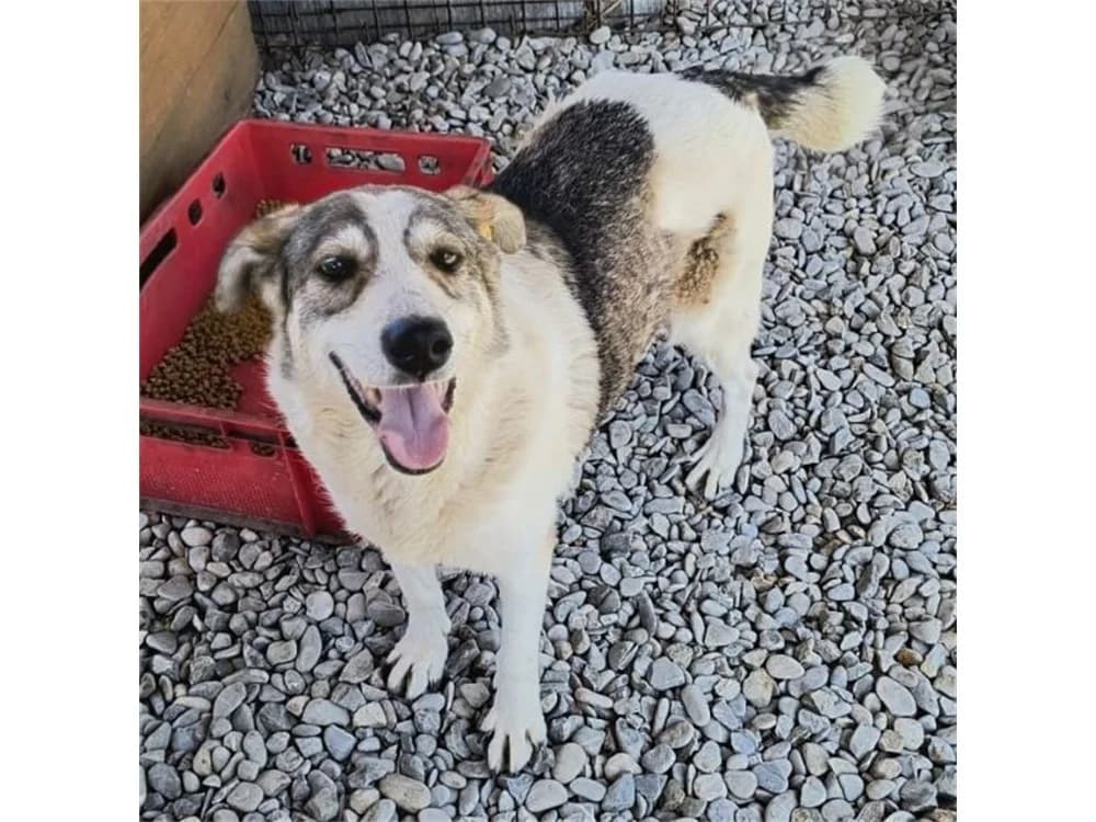 Sweetheart *2016 – Pflegestelle oder Zuhause gesucht, schwarz female Mixed Breed for adoption at Tierhilfe Lebenswert e.V., Oberwies
