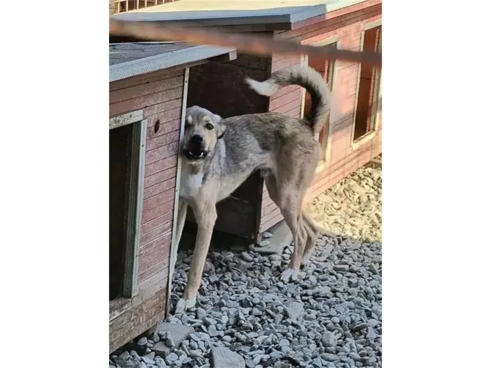 River *2023 – Pflegestelle gesucht, grau female Mixed Breed for adoption at Tierhilfe Lebenswert e.V., Oberwies