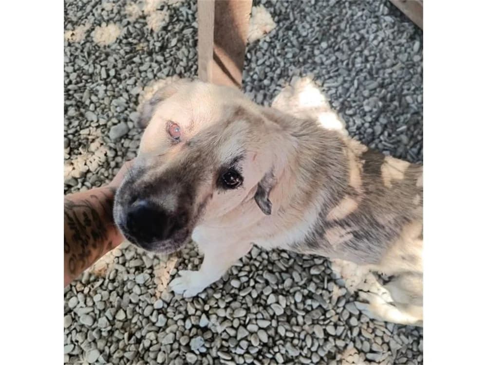 Marcino *20, beige female Mixed Breed for adoption at Tierhilfe Lebenswert e.V., Oberwies
