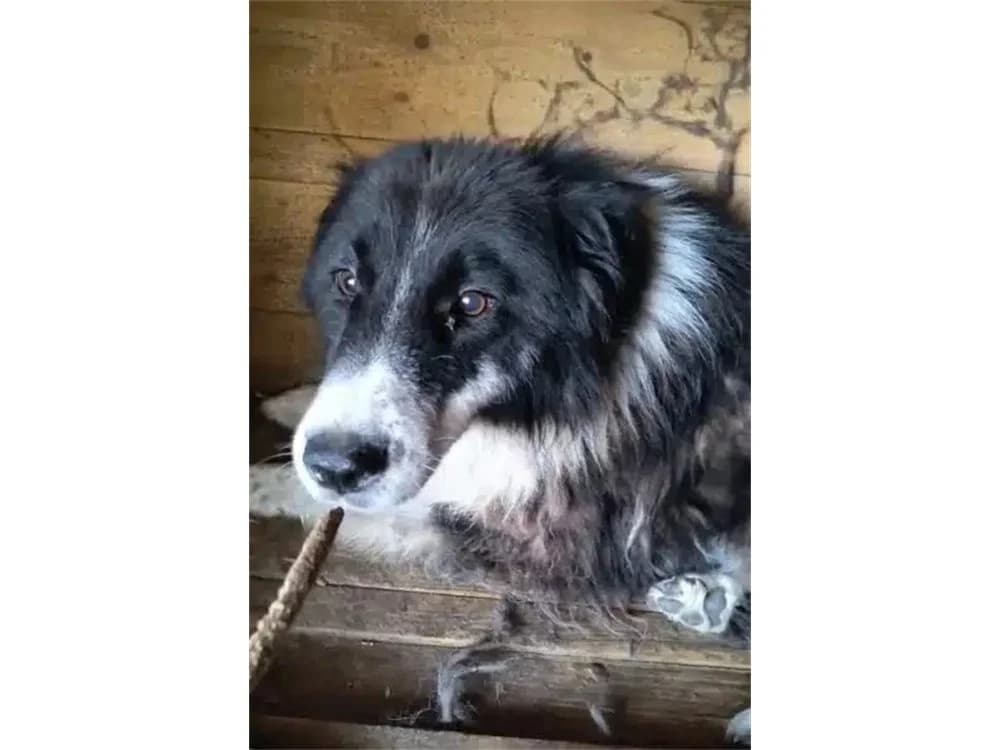 Molli *2020 – Pflegestelle oder Zuhause gesucht, schwarz female Mixed Breed for adoption at Tierhilfe Lebenswert e.V., Oberwies