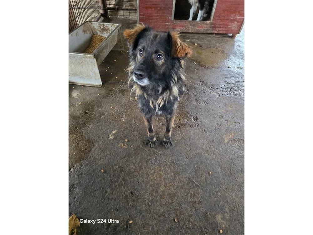 Hoobert *2020 – Pflegestelle oder Zuhause gesucht, schwarz female Mixed Breed for adoption at Tierhilfe Lebenswert e.V., Oberwies
