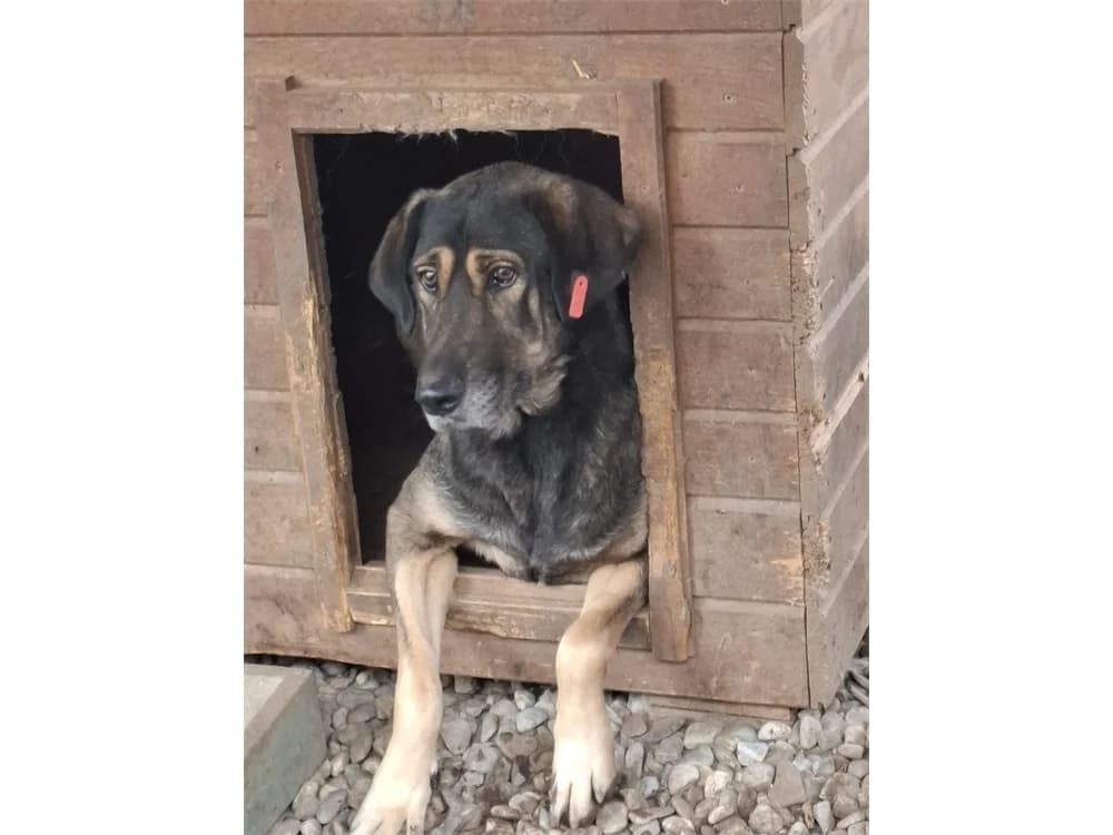 Girlie *2017 – Pflegestelle oder Zuhause gesucht, braun female Mixed Breed for adoption at Tierhilfe Lebenswert e.V., Oberwies