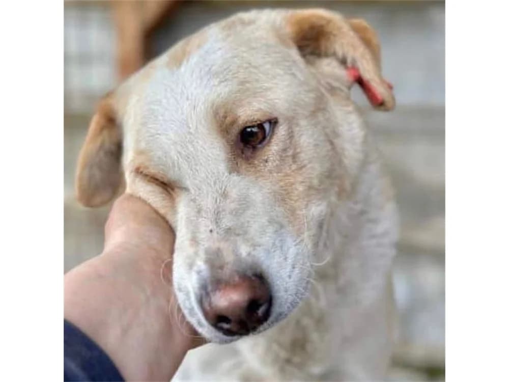 Butzi *20, female young Mixed Breed for adoption at Tierhilfe Lebenswert e.V., Oberwies