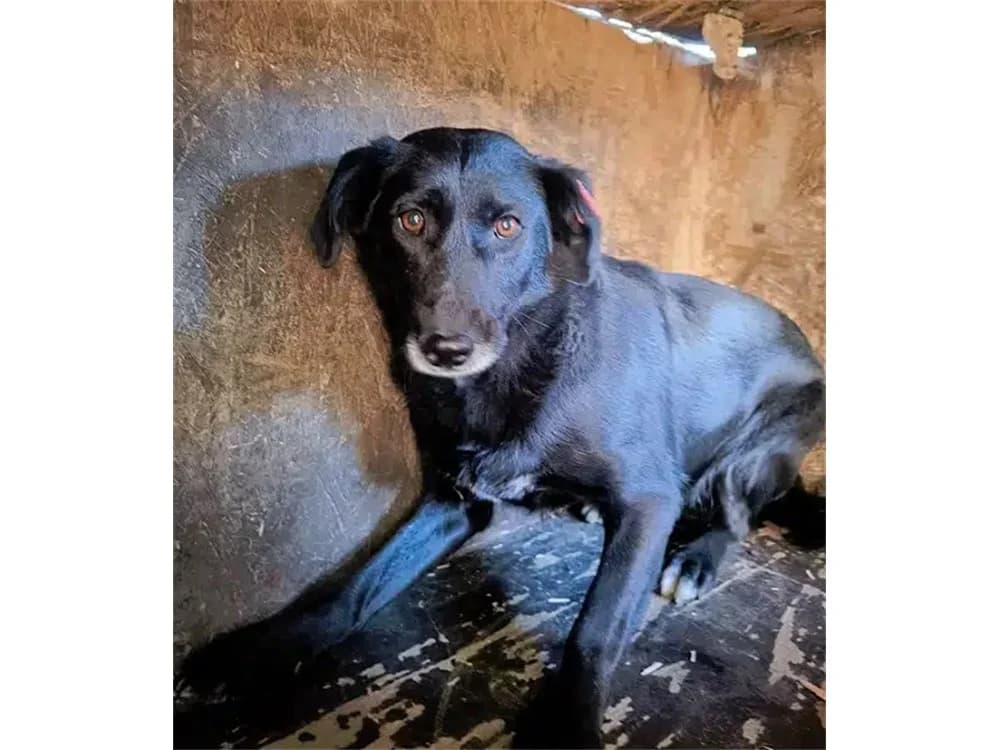 Caja *2017 – Pflegestelle oder Zuhause gesucht, schwarz female young Mixed Breed for adoption at Tierhilfe Lebenswert e.V., Oberwies