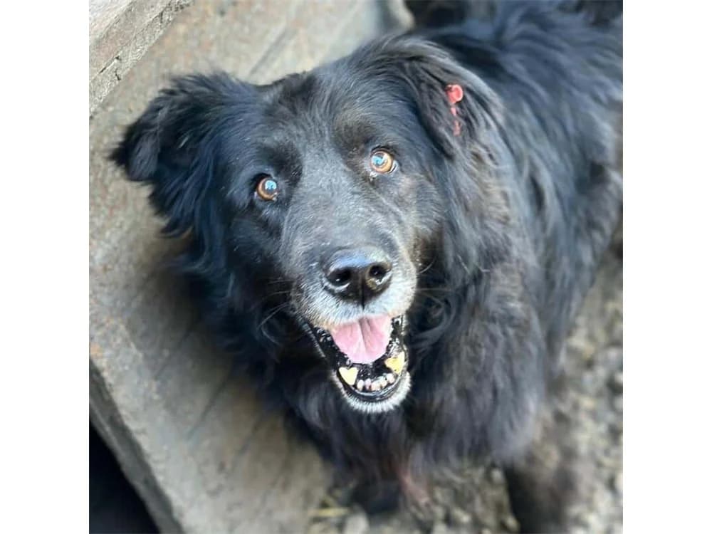 Luiz *2016 – Pflegestelle oder Zuhause gesucht, schwarz female young Mixed Breed for adoption at Tierhilfe Lebenswert e.V., Oberwies