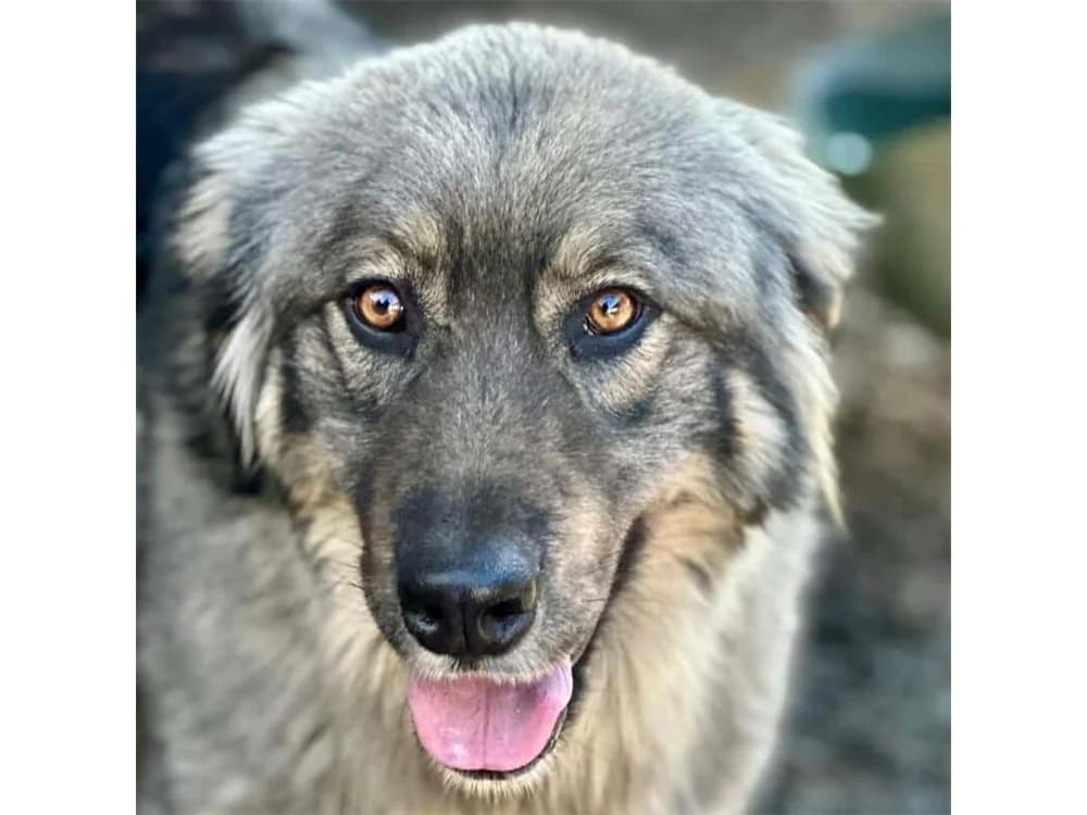Sebastian, beige female 4yo Mixed Breed for adoption at Tierhilfe Lebenswert e.V., Oberwies