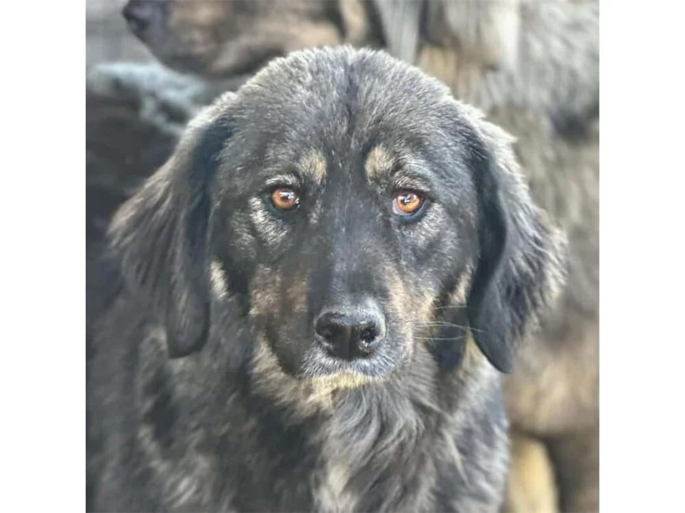Sarah, beige female 4yo Mixed Breed for adoption at Tierhilfe Lebenswert e.V., Oberwies