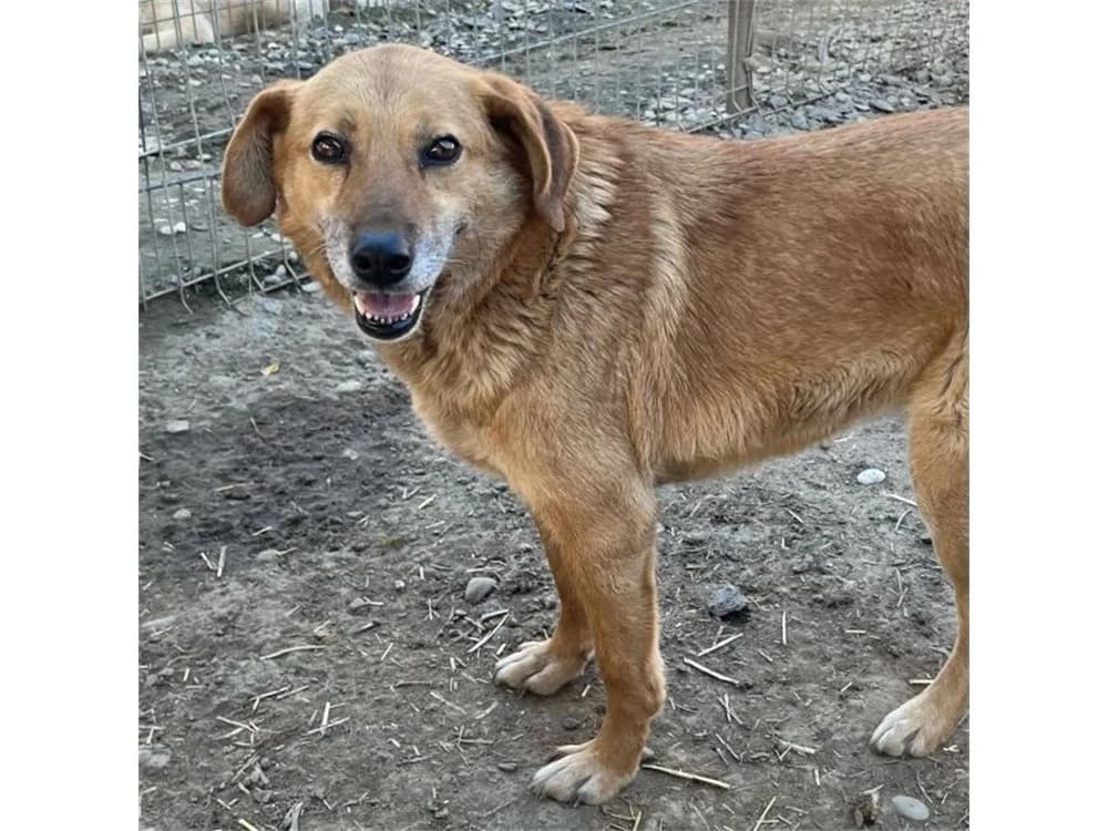 Heiwa *20, hellbraun female young Mixed Breed for adoption at Tierhilfe Lebenswert e.V., Oberwies
