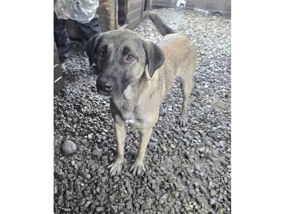 Rosa *2023 – Pflegestelle oder Zuhause gesucht, beige female Mixed Breed for adoption at Tierhilfe Lebenswert e.V., Oberwies