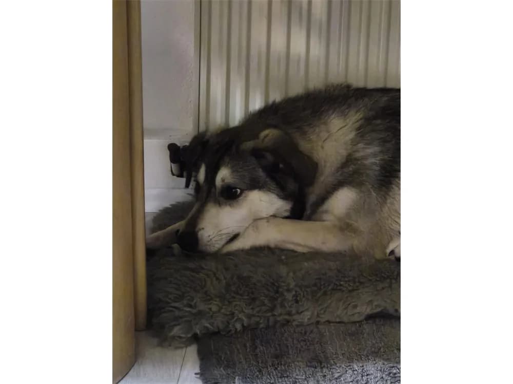 Memphis *2024 – noch nicht in der Vermittlung, grau female Mixed Breed for adoption at Tierhilfe Lebenswert e.V., Oberwies