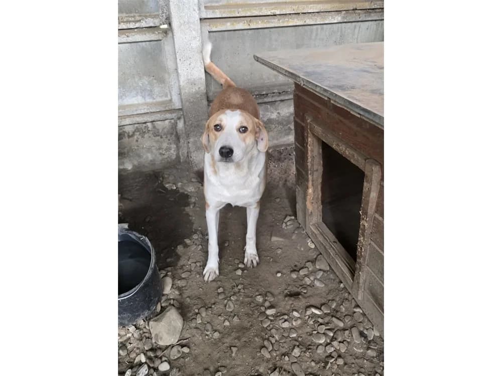 Rosella *2020 – Pflegestelle oder Zuhause gesucht, beige female Mixed Breed for adoption at Tierhilfe Lebenswert e.V., Oberwies