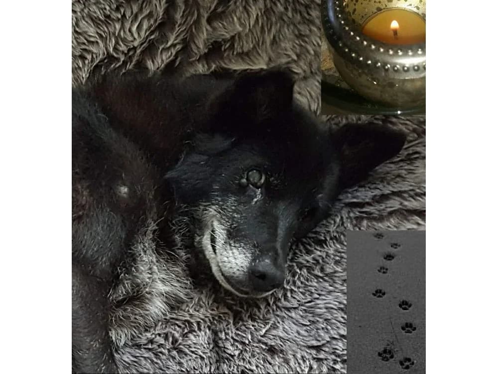 Mullesock, Mixed Breed for adoption at Tierhilfe Lebenswert e.V.