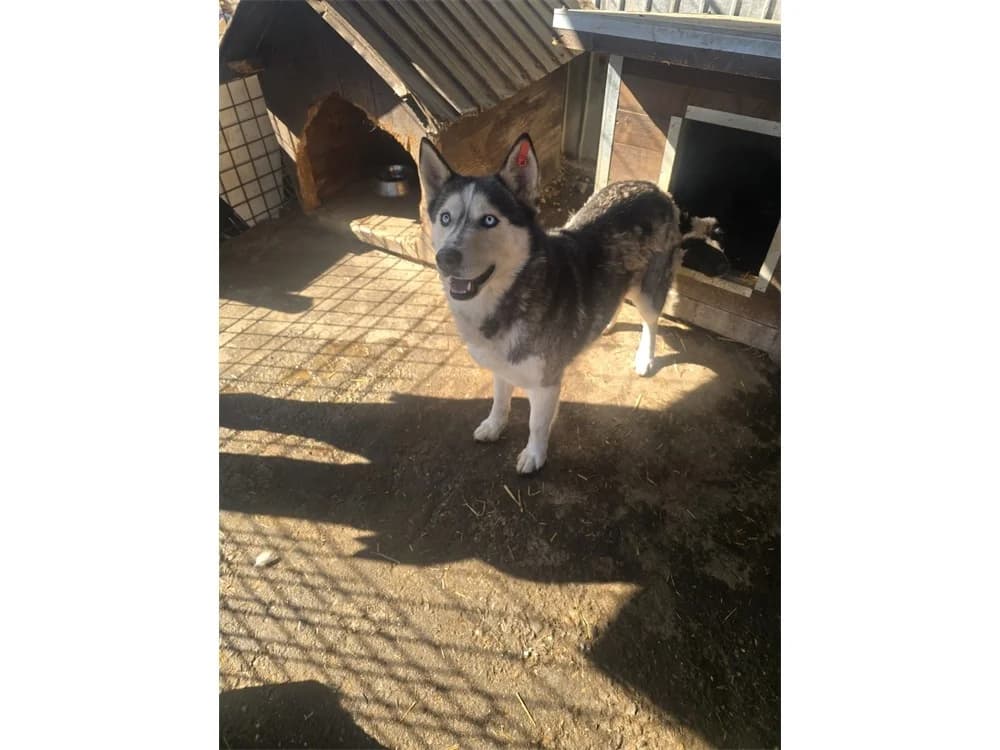 Artica *20, schwarz female Husky for adoption at Tierhilfe Lebenswert e.V., Oberwies