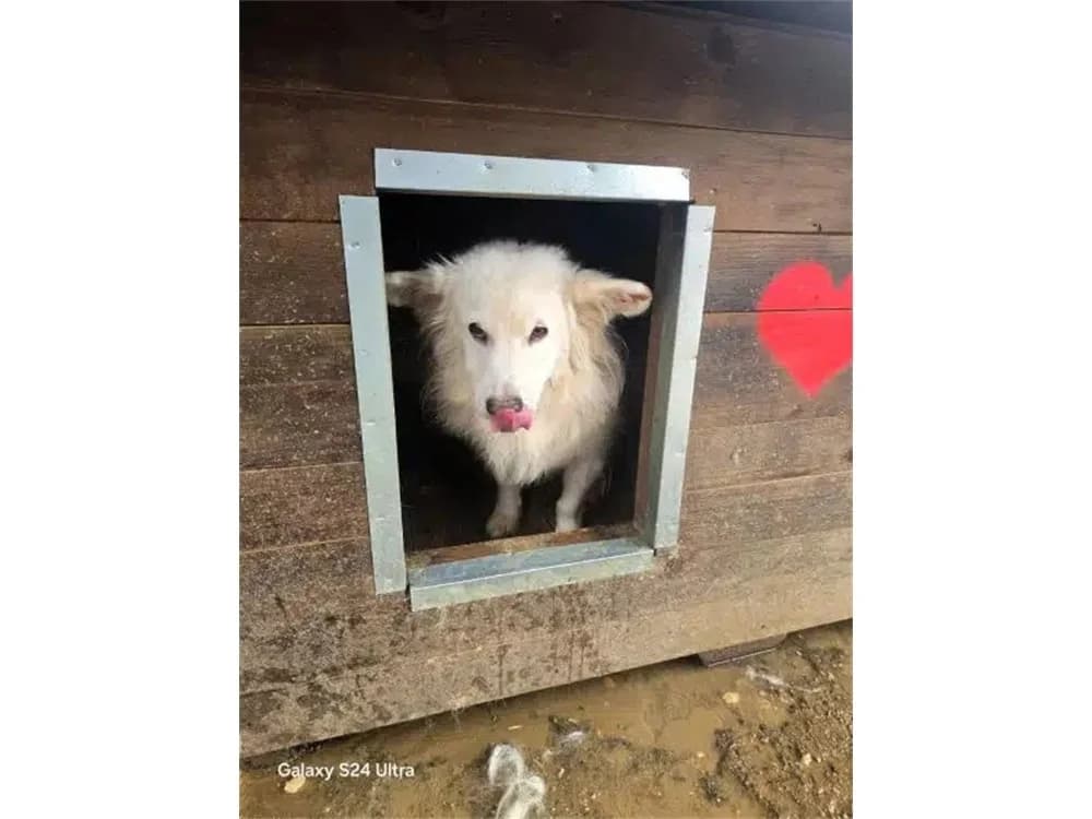 Kimmy *2019 – Pflegestelle oder Zuhause gesucht, female Mixed Breed for adoption at Tierhilfe Lebenswert e.V., Oberwies