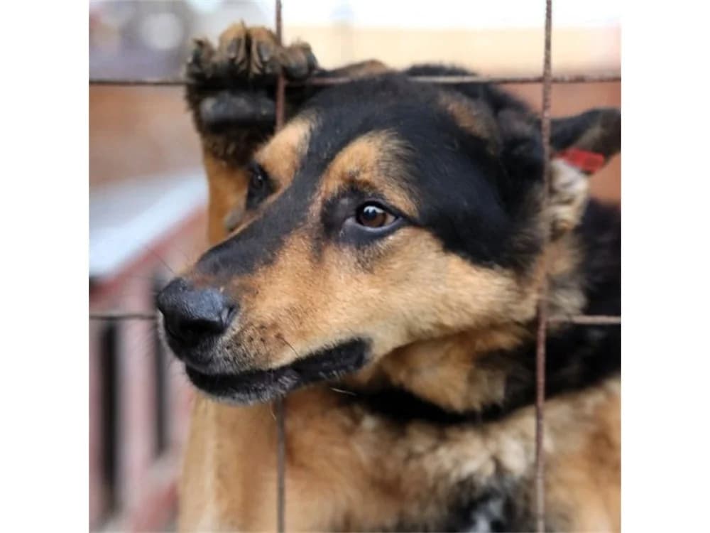 Booh *2021 – Pflegestelle oder Zuhause gesucht!, schwarz female German Shepherd for adoption at Tierhilfe Lebenswert e.V., Oberwies