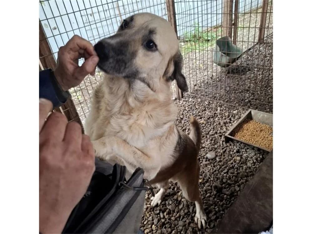 Robin 20, beige female Mixed Breed for adoption at Tierhilfe Lebenswert e.V., Oberwies