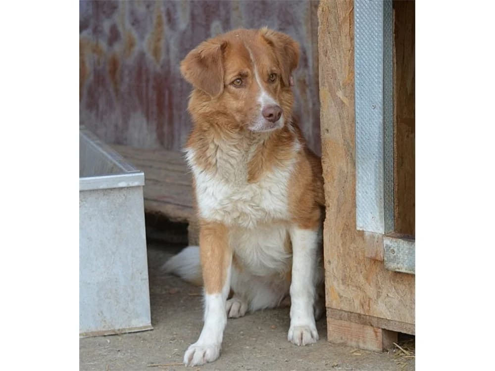 Lydi *2015 – Pflegestelle oder Zuhause gesucht, braun female 5yo Mixed Breed for adoption at Tierhilfe Lebenswert e.V., Oberwies