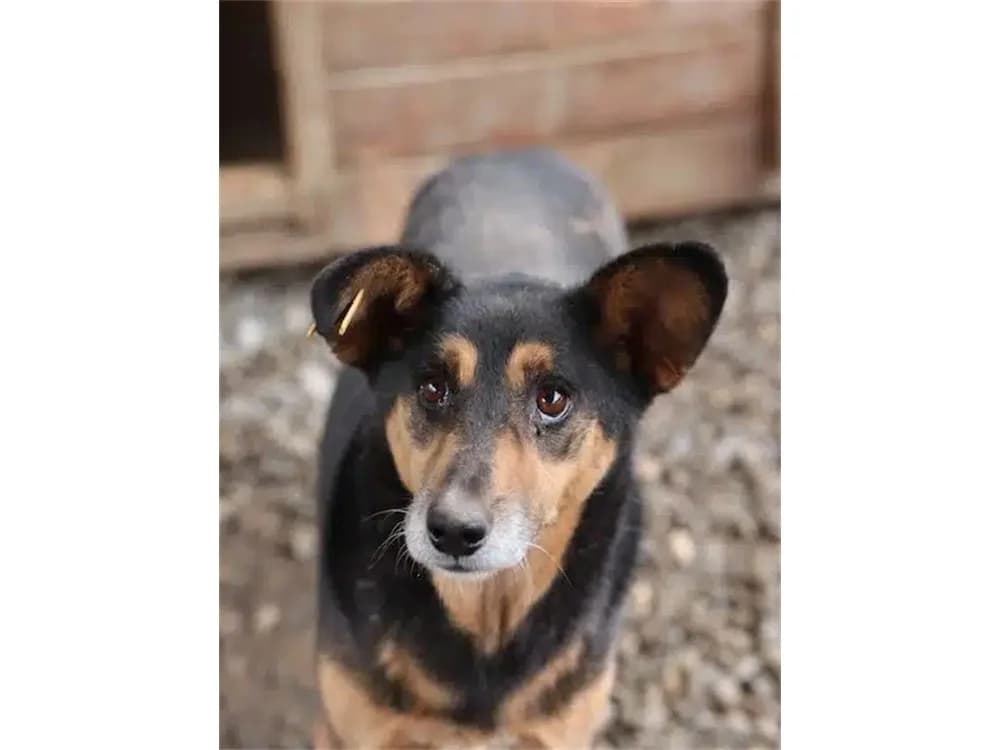 Juan *2017 – Pflegestelle oder Zuhause gesucht, schwarz female young Mixed Breed for adoption at Tierhilfe Lebenswert e.V., Oberwies