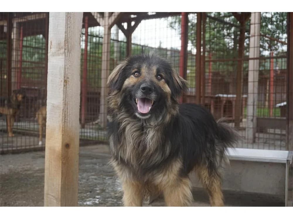 Olchie, schwarz female senior Mixed Breed for adoption at Tierhilfe Lebenswert e.V., Oberwies