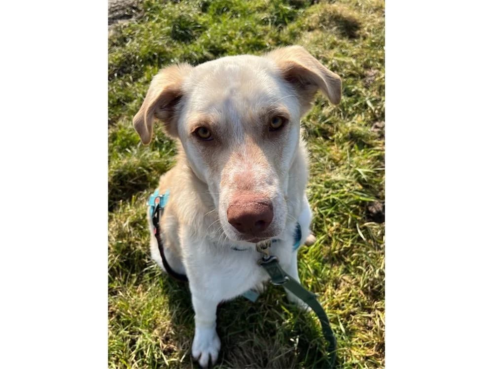Roy *2021- 2023 – wartet in 32791 Lage, beige female Mixed Breed for adoption at Tierhilfe Lebenswert e.V., Oberwies