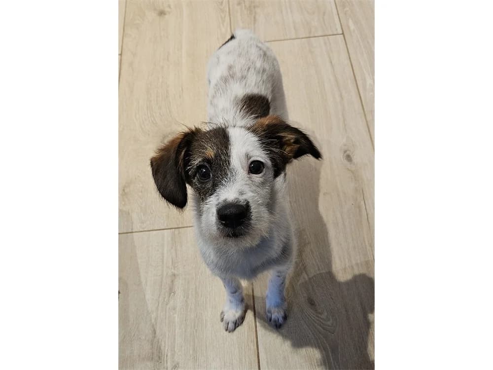Levya, braun female young Mixed Breed for adoption at Tierhilfe Lebenswert e.V., Oberwies
