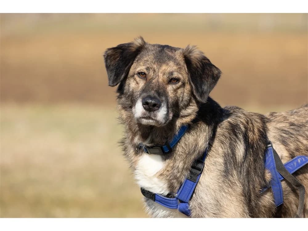 Loumes *2020 – wartet in 97714 Oerlenbach, schwarz female Mixed Breed for adoption at Tierhilfe Lebenswert e.V., Oberwies