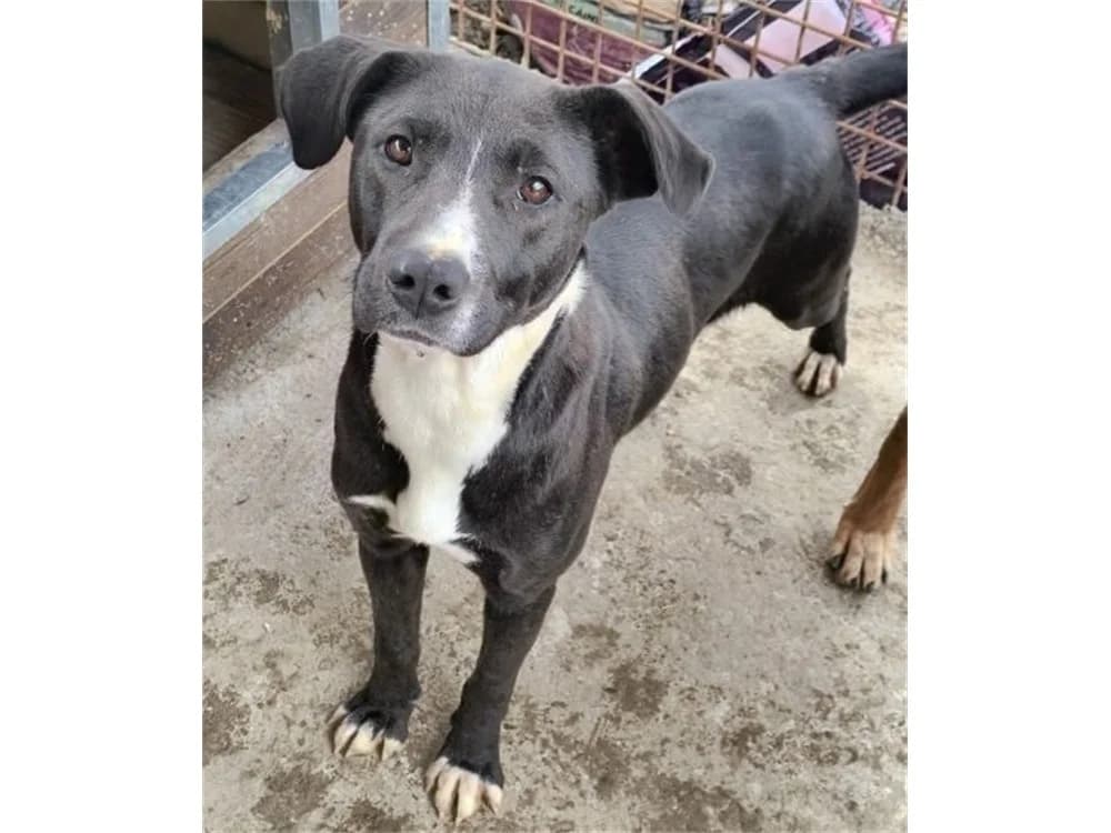 Cocoon *20, schwarz female Mixed Breed for adoption at Tierhilfe Lebenswert e.V., Oberwies
