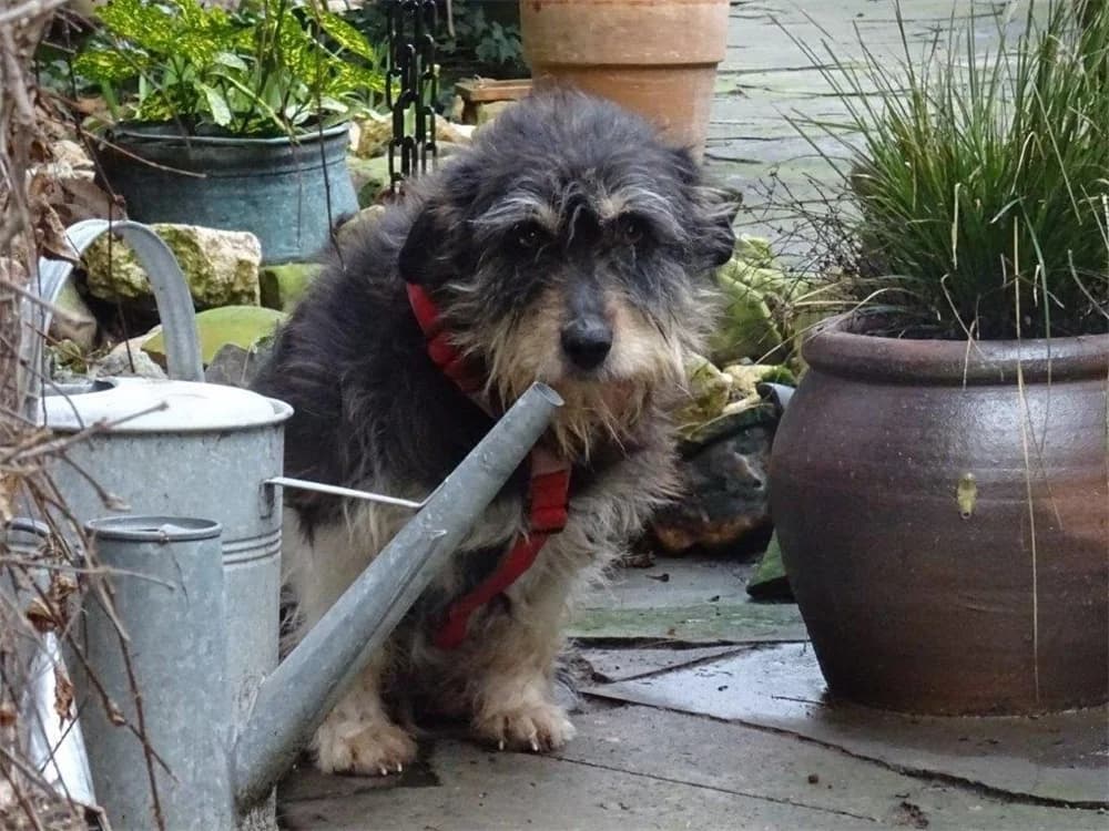 Schorchi *2018 – wartet in 53557 Bad Hönningen, schwarz female Mixed Breed for adoption at Tierhilfe Lebenswert e.V., Oberwies