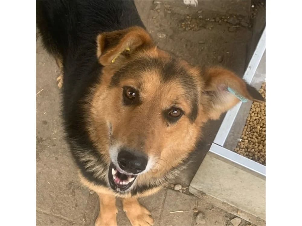 KlΓ€rchen, schwarz female young Mixed Breed for adoption at Tierhilfe Lebenswert e.V., Oberwies