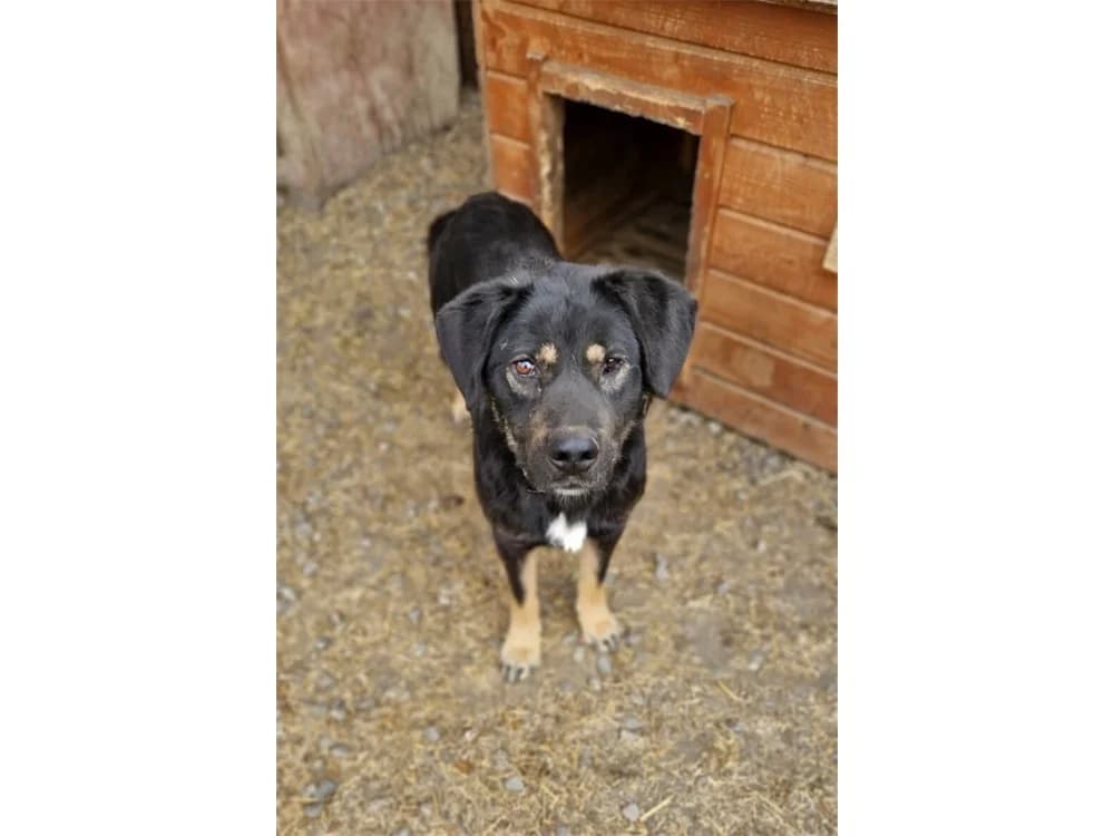 Falco *2020 – Pflegestelle oder Zuhause gesucht, tricolor female 3yo Mixed Breed for adoption at Tierhilfe Lebenswert e.V., Oberwies