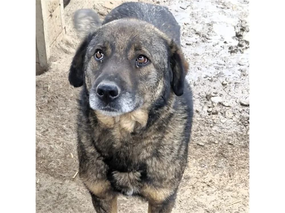 Ernie *20, schwarz female young Mixed Breed for adoption at Tierhilfe Lebenswert e.V., Oberwies